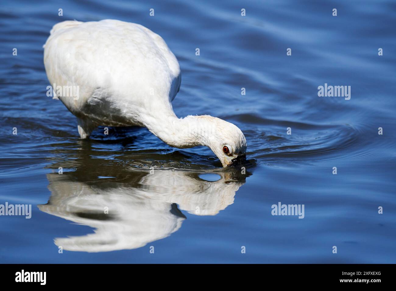 Eurasischer / Weißer Löffelschnabel (Platalea leucorodia), der in Wasser gefüttert wird. Vogelschutzgebiet Le Teich, Gironde, Frankreich Stockfoto