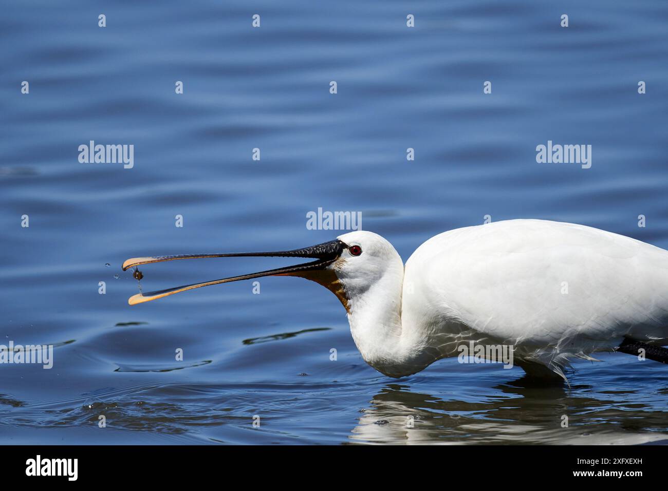 Eurasischer Löffelschnabel (Platalea leucorodia), der in Wasser mit kleinen Fischen in Scheffel füttert. Vogelschutzgebiet Le Teich, Gironde, Frankreich Stockfoto