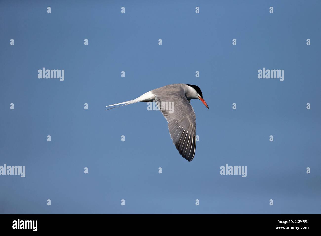 Seeschwalbe (Sterna hirundo) Norfolk, England, UK, Juli. Stockfoto