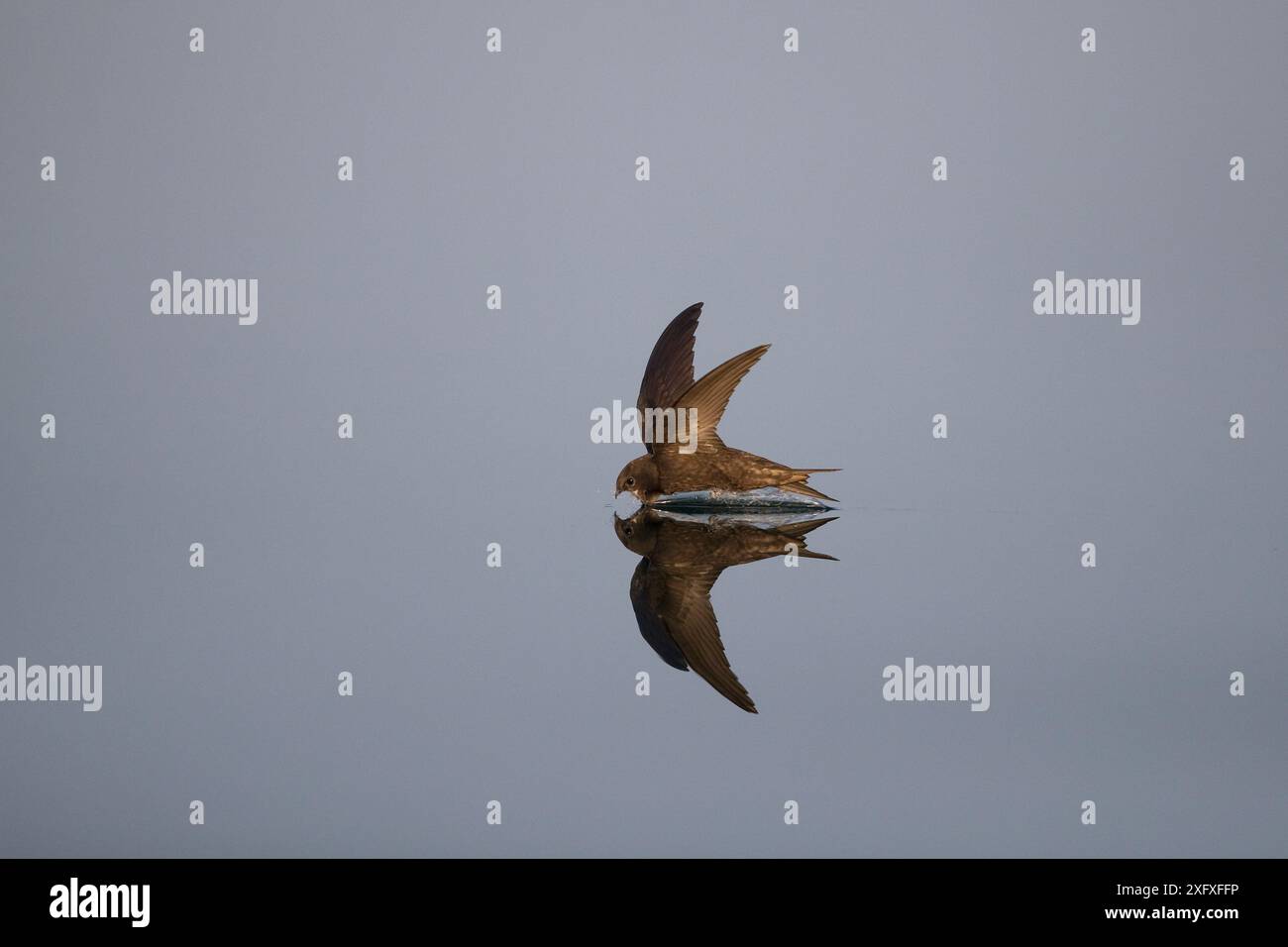Common SWIFT (Apus apus) Jagd über Wasser, Norfolk, England, Großbritannien, Juli. Stockfoto