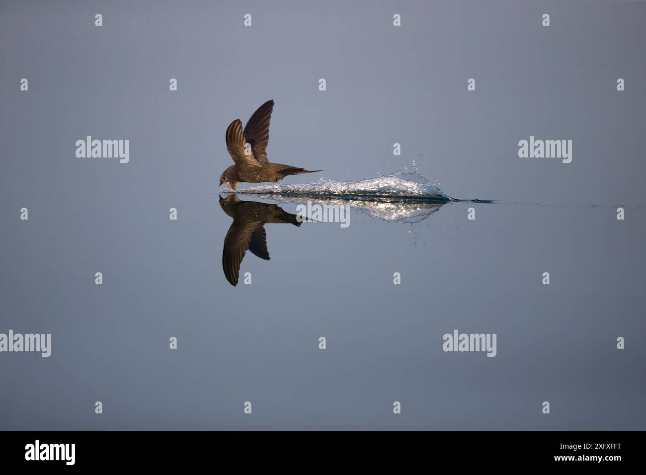 Common SWIFT (Apus apus) Jagd über Wasser, Norfolk, England, Großbritannien, Juli. Stockfoto
