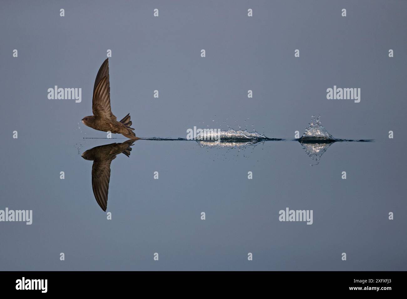 Common SWIFT (Apus apus), der während der Jagd tief ins Wasser fliegt, Norfolk, England, Großbritannien, Juli. Gewinner der Kategorie Animal Behaviour der British Wildlife Photography Awards 2019. Stockfoto