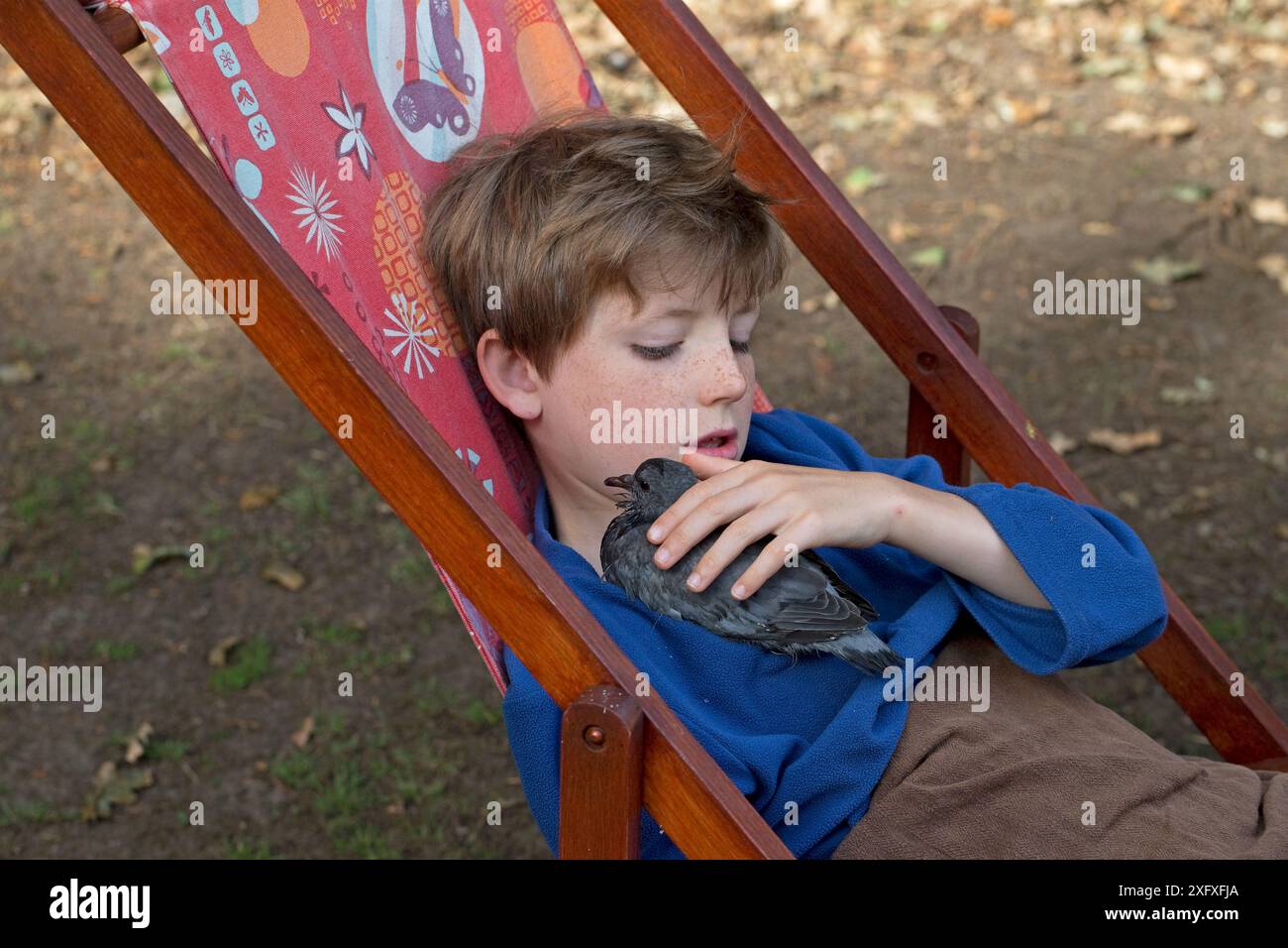 Boy Holding Stock Dove (Columba oenas) Chick, Norfolk, England, Großbritannien, August. Modell freigegeben. Stockfoto
