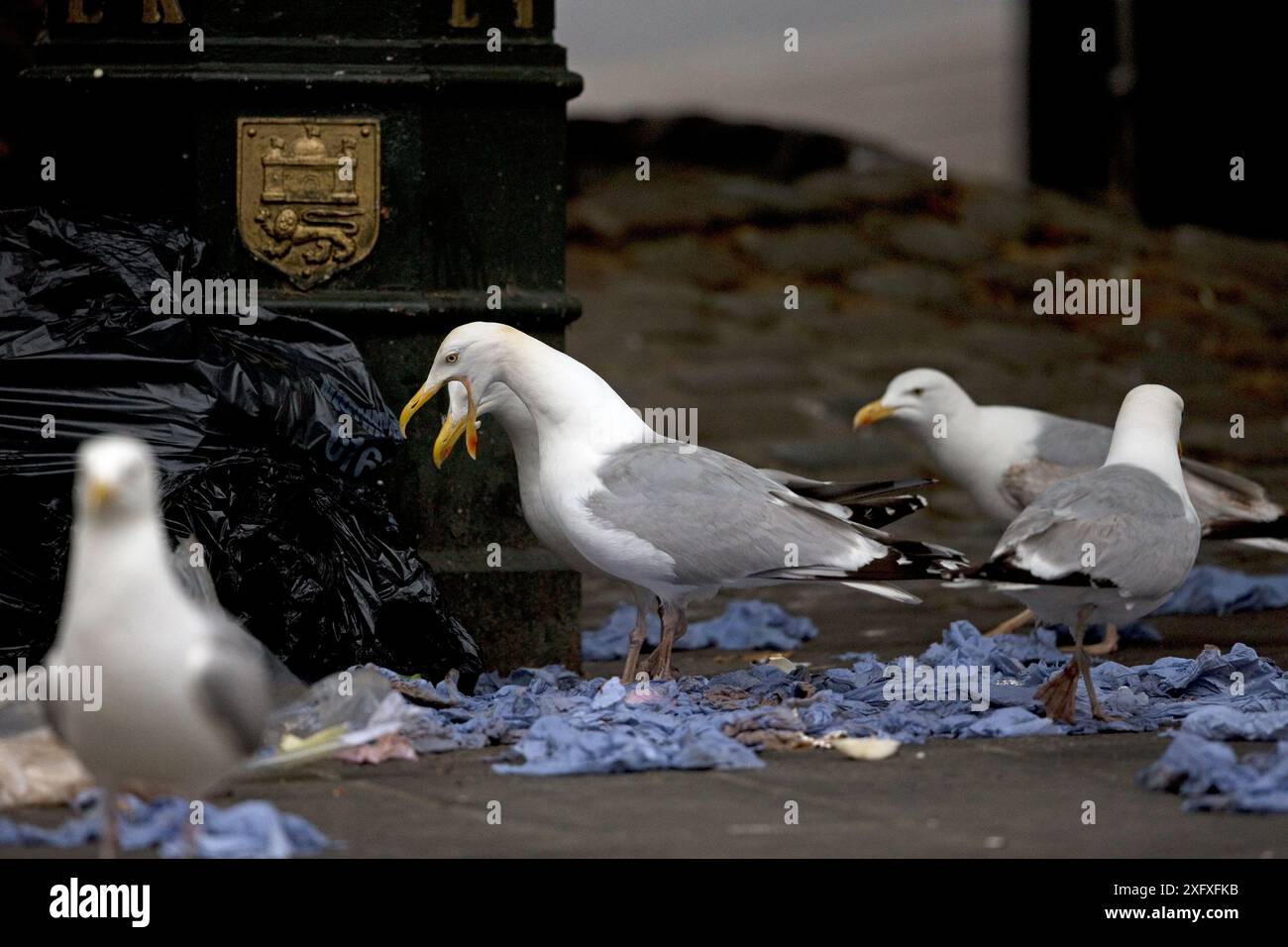 Heringsmöwen (Larus argentatus), die auf Müll plündern, Norfolk, England, Großbritannien, Juli. Stockfoto