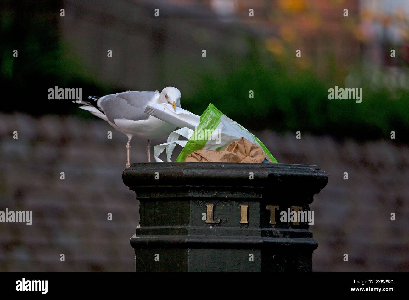 Heringsmöwe (Larus argentatus), die auf Müll plündert, Norfolk, England, UK, Juni. Stockfoto