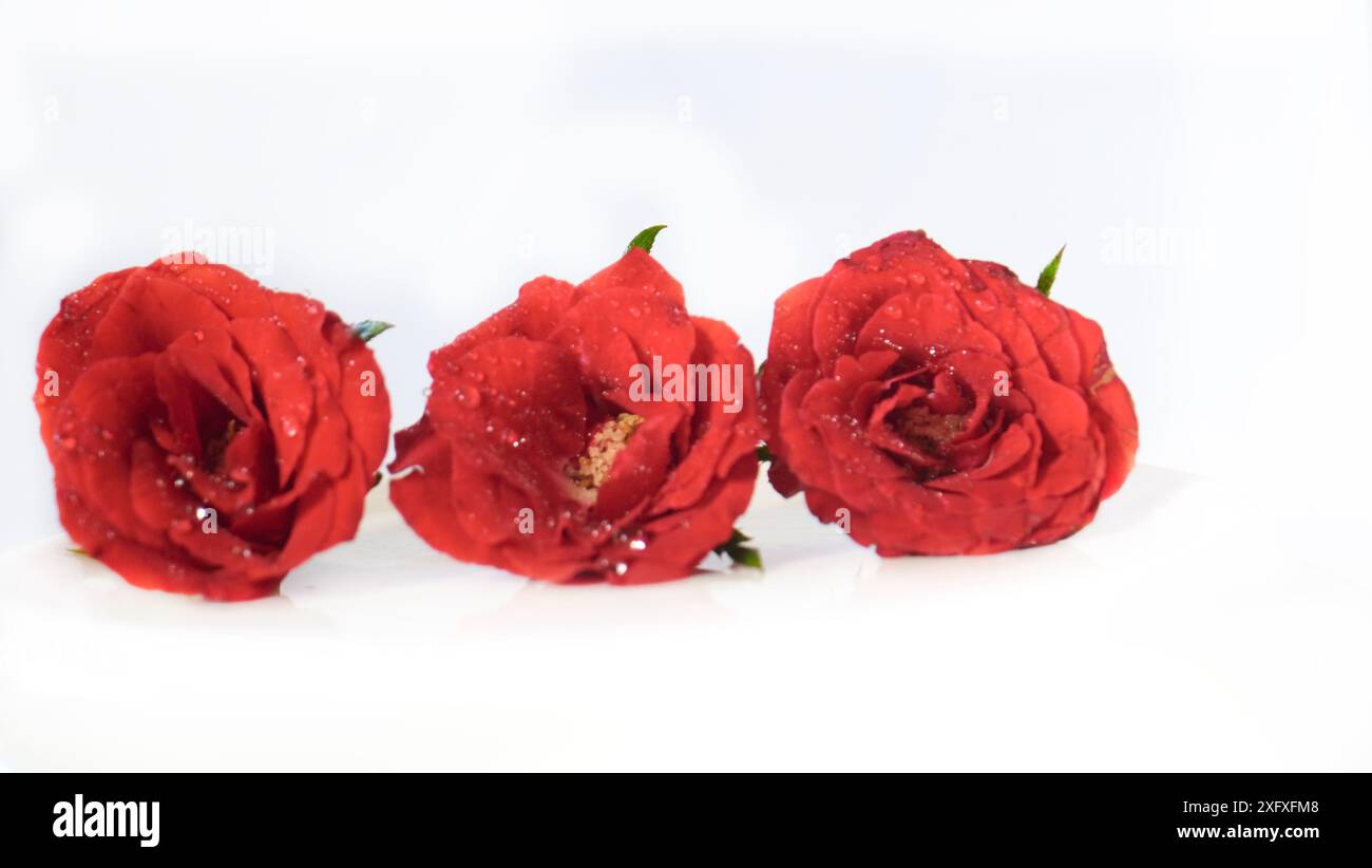 Drei rote Rosen sind auf weißem Hintergrund. Die Rosen hängen und scheinen verwelkt zu sein Stockfoto