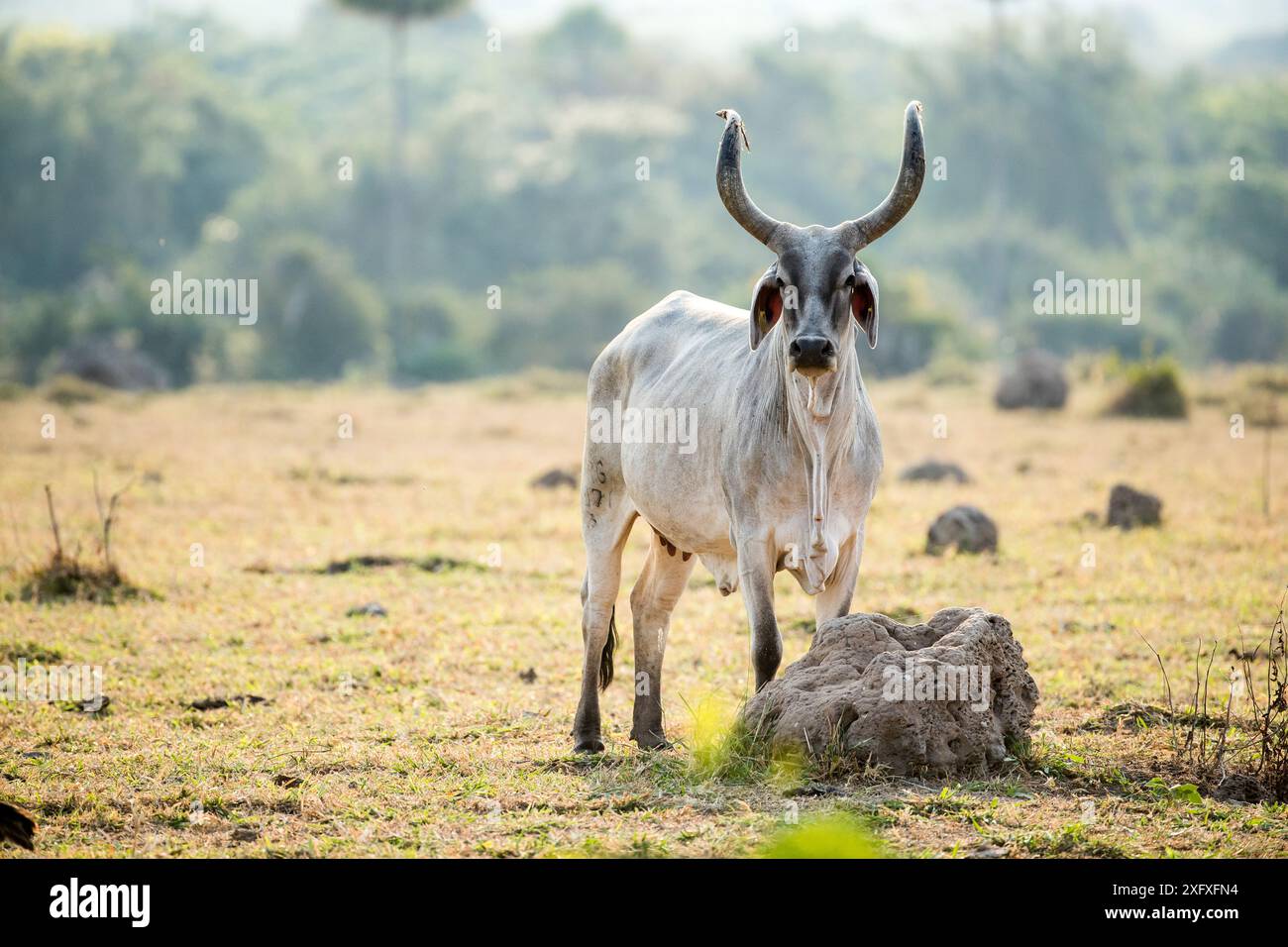 Zebu-Kuh mit riesigen Hörnern, Pantanal-Feuchtgebiete, Mato Grosso, Brasilien Stockfoto