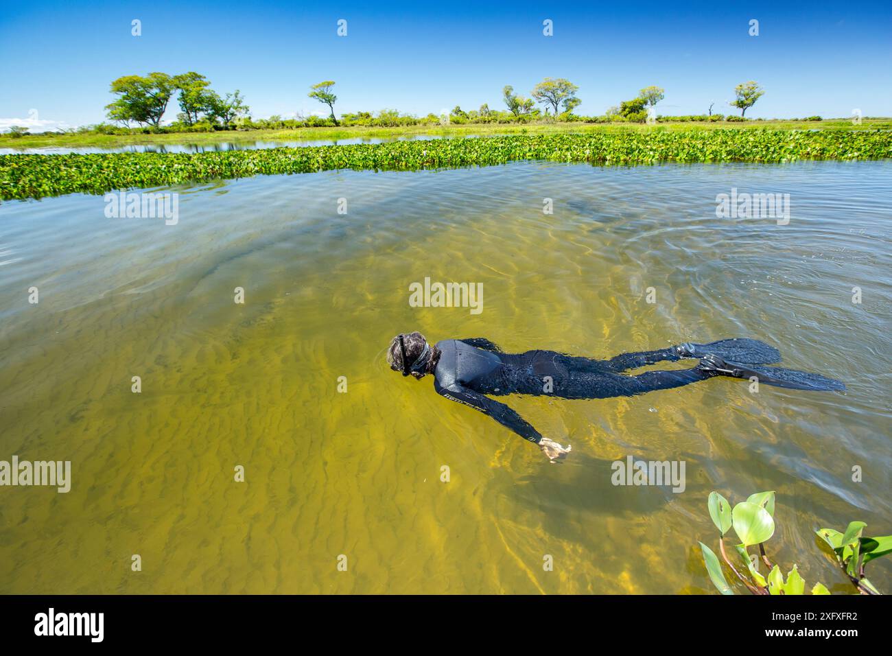 Schnorcheln am Nebenfluss des Paraguay River, Pantanal, Brasilien Stockfoto