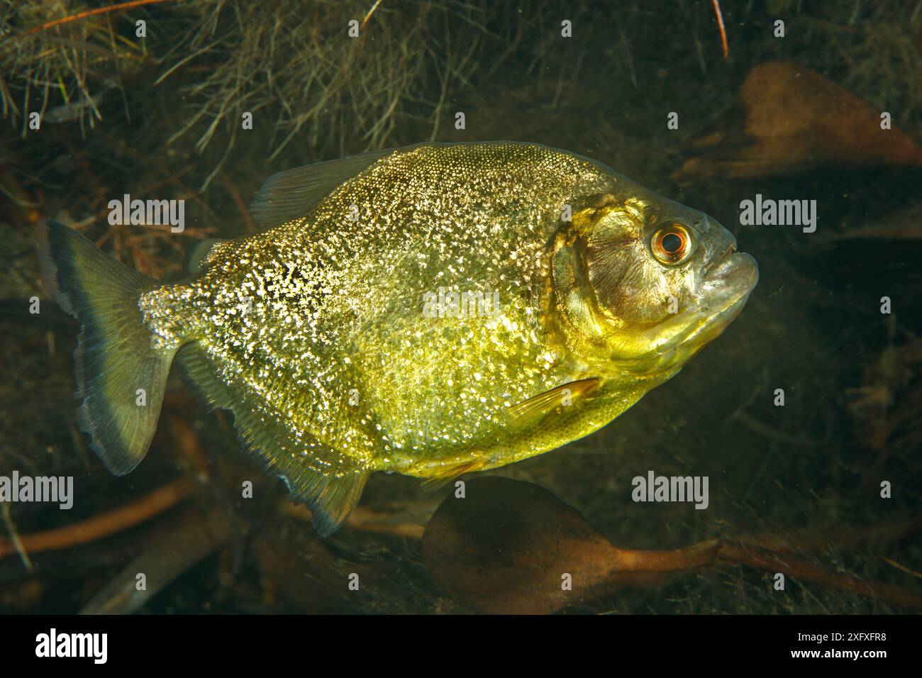 Rotbauchpiranha (Pygocentrus nattereri), nachts, im Nebenfluss des Paraguay River, Pantanal, Brasilien Stockfoto