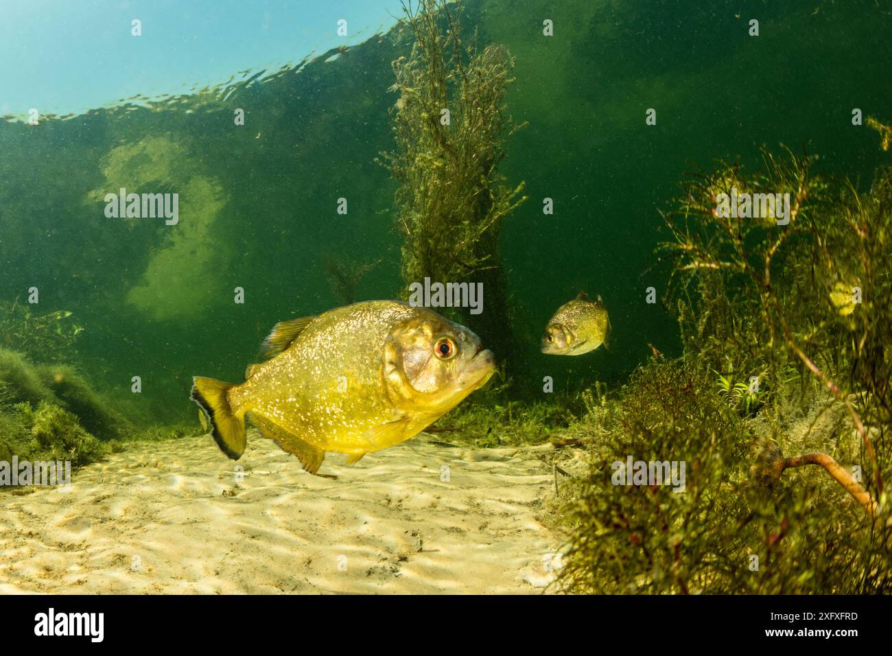 Rotbauchpiranha (Pygocentrus nattereri), an einem Nebenfluss des Paraguay River, Pantanal, Brasilien Stockfoto