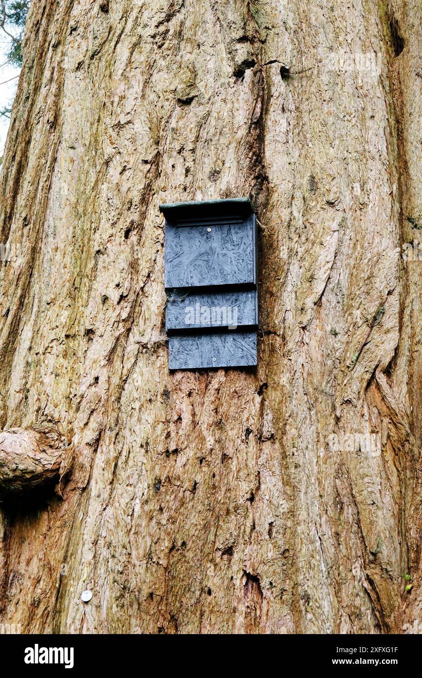 Sigle Fledermausbox auf einem Baumstamm montiert - John Gollop Stockfoto