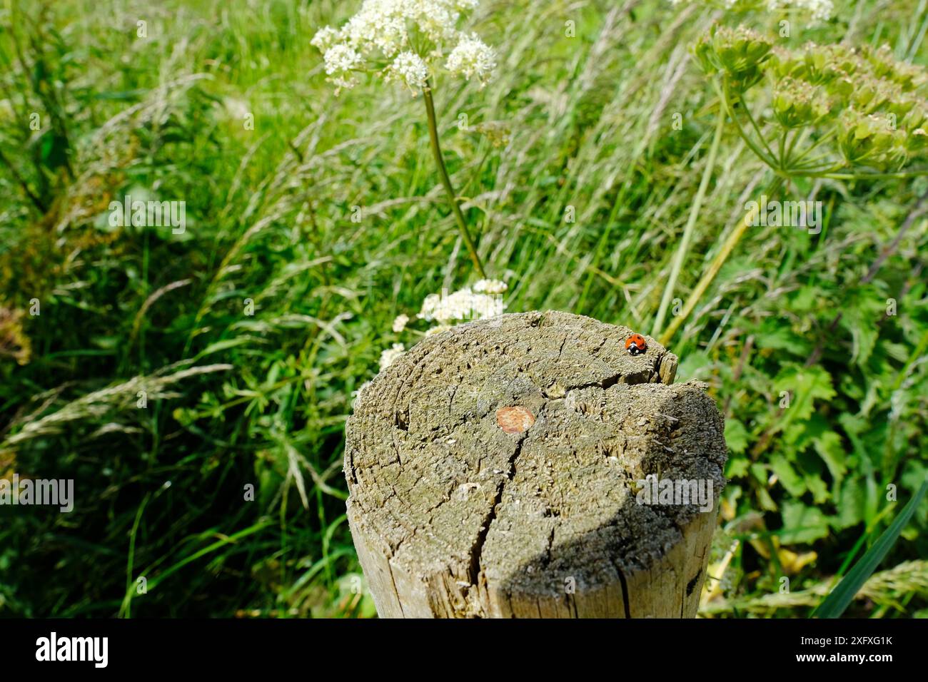 Marienkäfer, der auf einem alten hölzernen Zaunpfosten steht - John Gollop Stockfoto