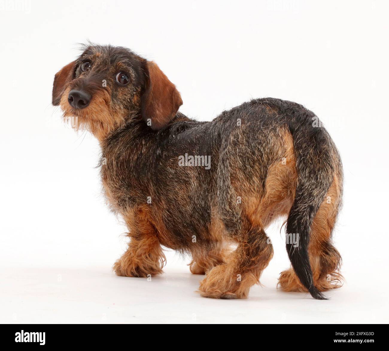 Drahthaariger Dachshund, der über die Schulter schaut. Stockfoto