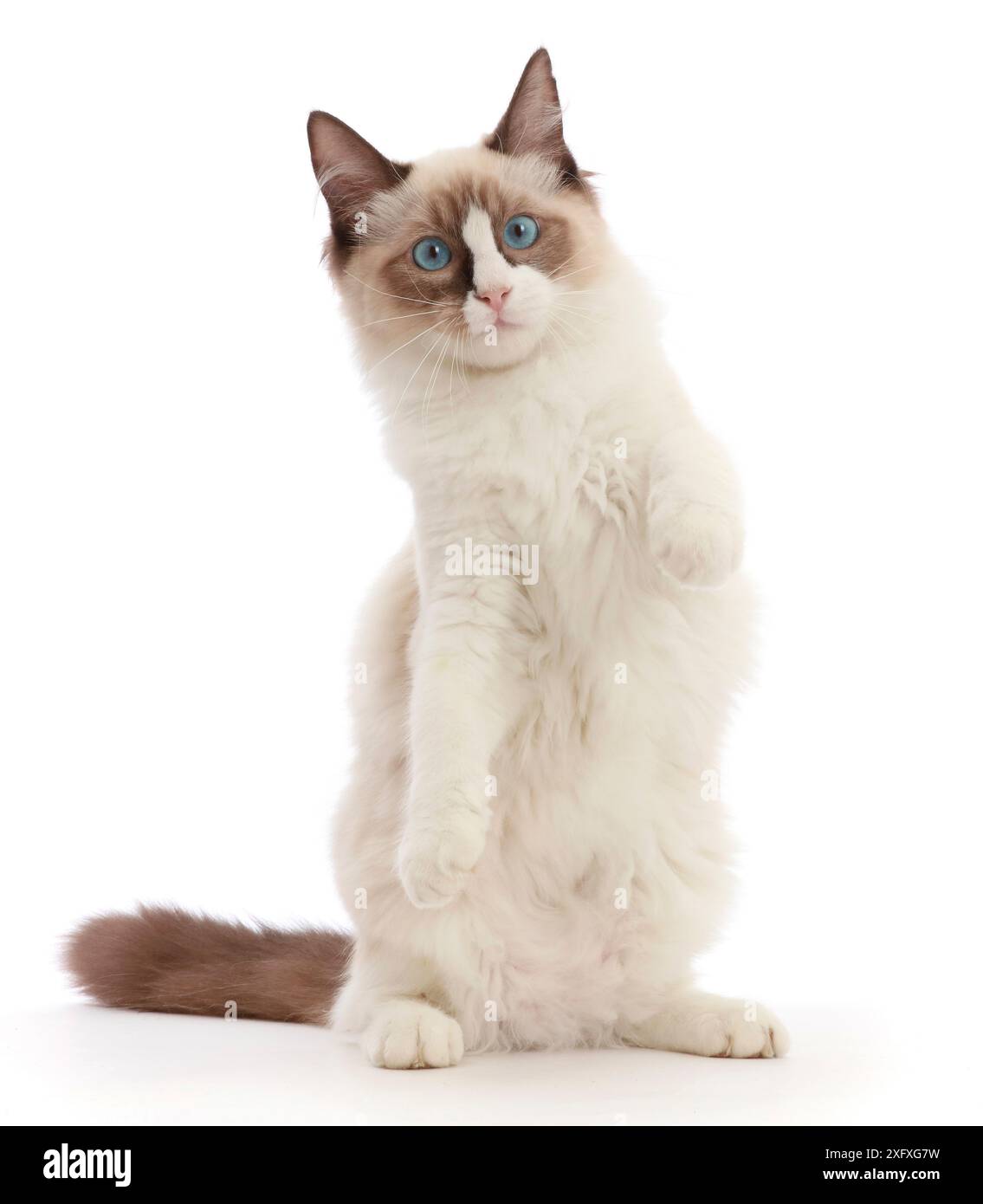 Ragdoll-Kätzchen, 4 Monate, stehend auf Hageln. Stockfoto