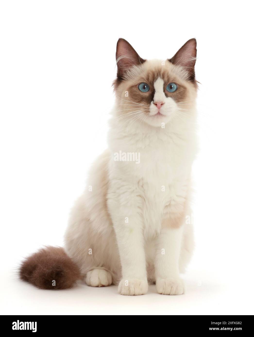 Ragdoll-Kätzchen, 4 Monate. Stockfoto