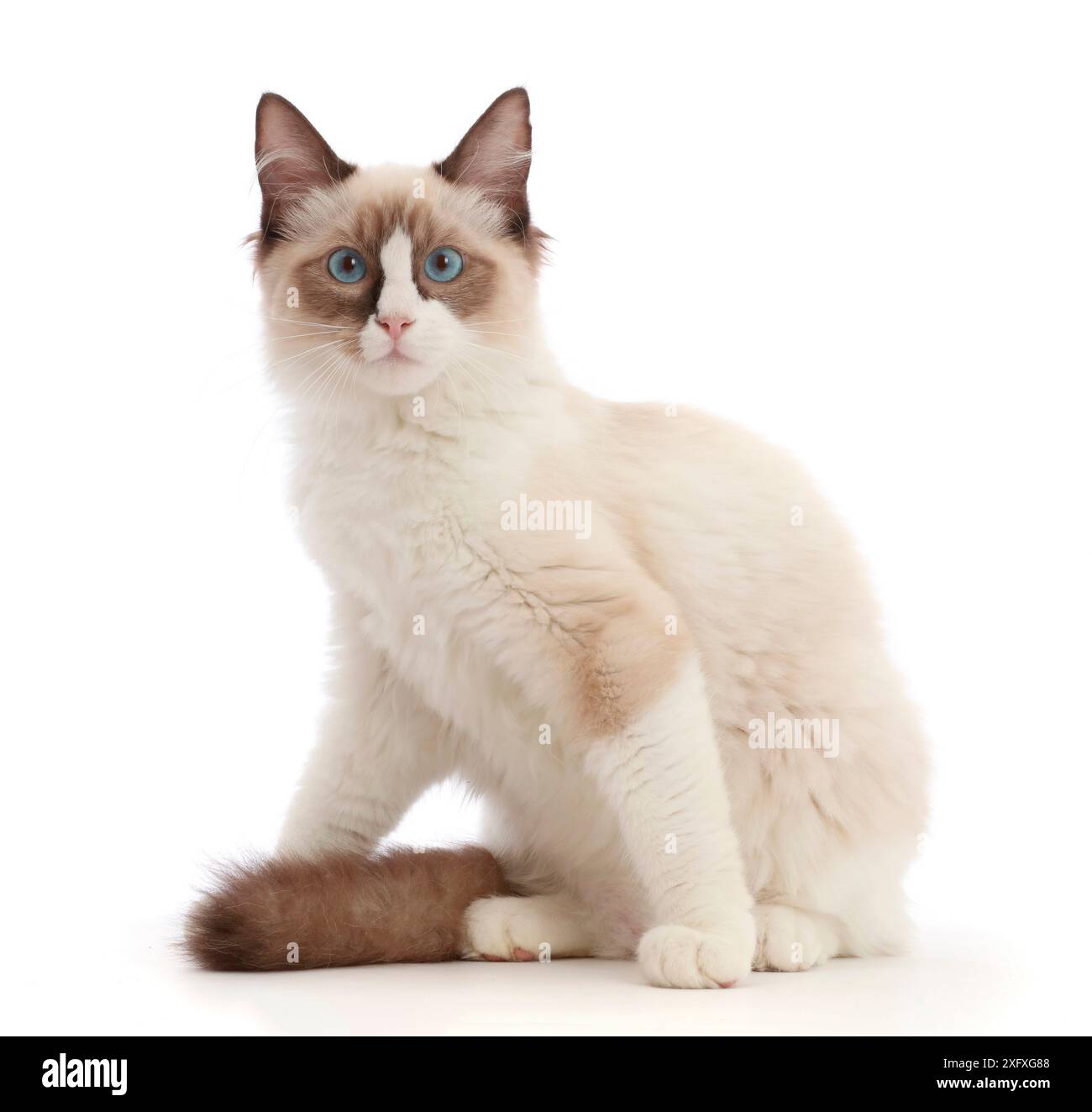 Ragdoll-Kätzchen, 4 Monate. Stockfoto