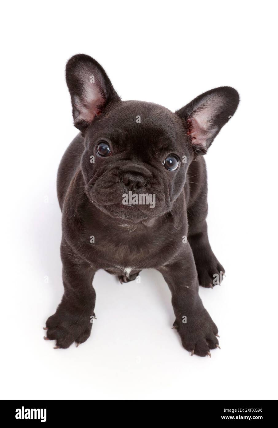 Französischer Bulldog-Welpe, 6 Wochen alt, sitzend und aufschauend. Stockfoto