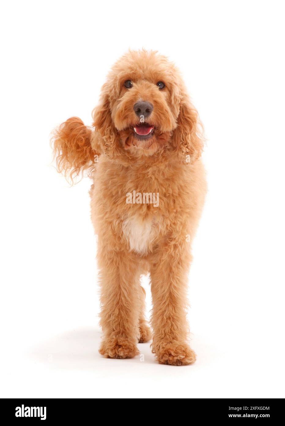 Australisches Labradoodle, stehend Stockfoto
