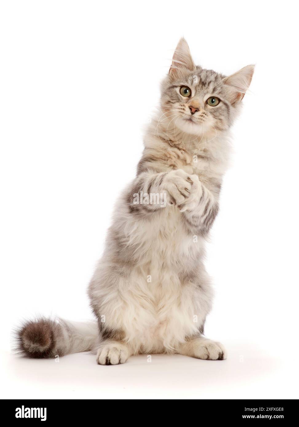 Silbernes Tabby-Kätzchen, Freya, 4 Monate, mit verschließbaren Pfoten. Stockfoto