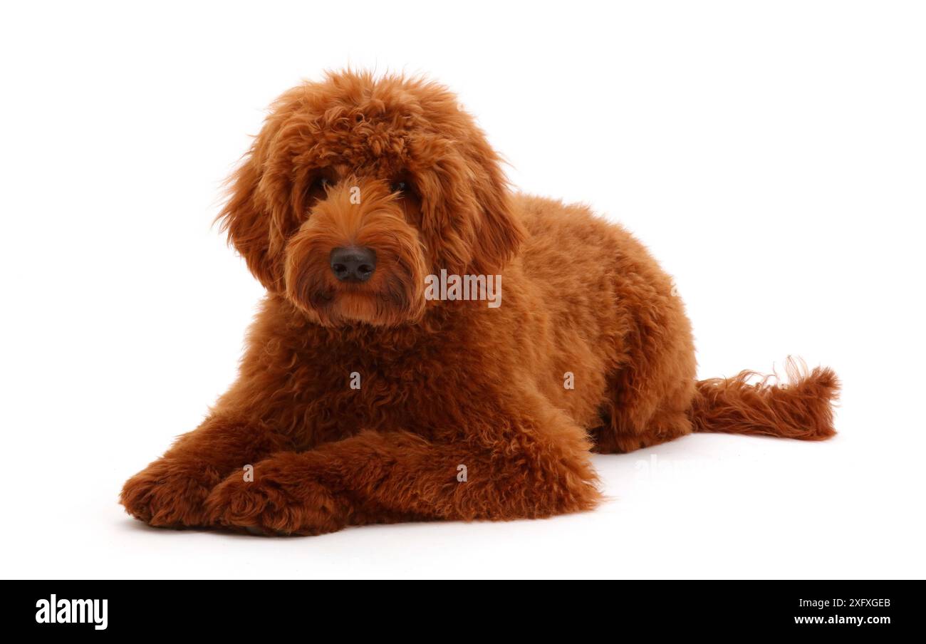 Australische Labradoodle ruht. Stockfoto