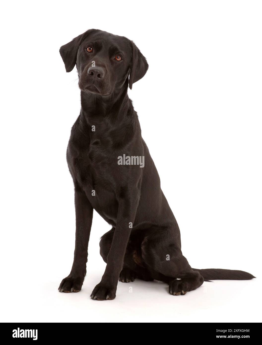 Black Labrador Retriever sitzt. Stockfoto