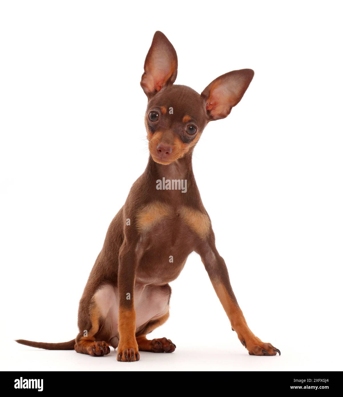 Braun-und-tan Zwergpinscher Welpen, mit Ohren. Stockfoto