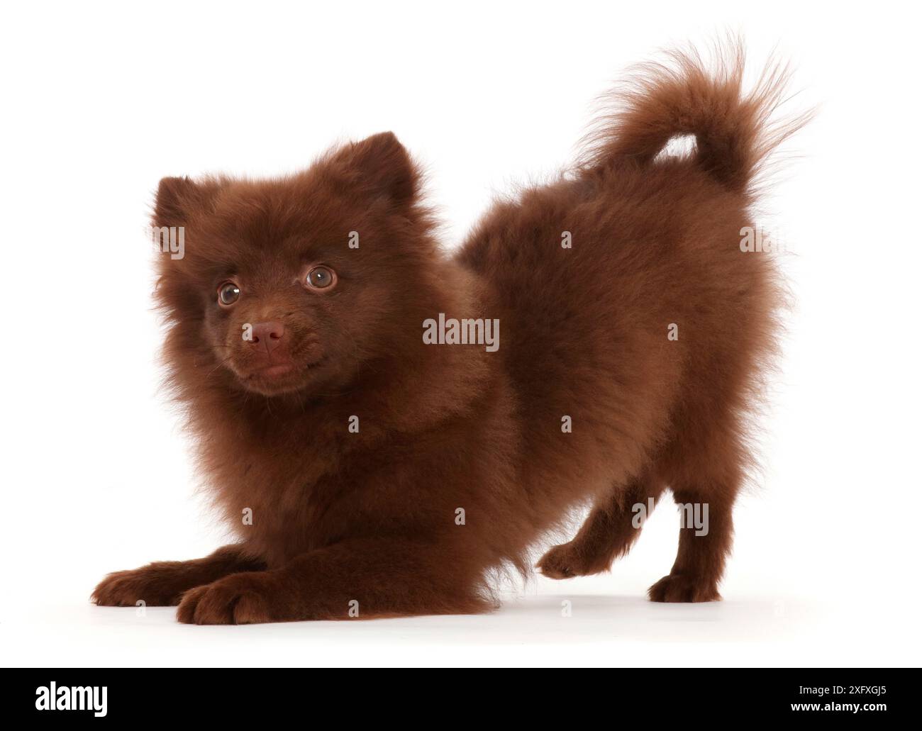 Schokoladenbrauner Pommerscher Welpe im Spielbogen. Stockfoto