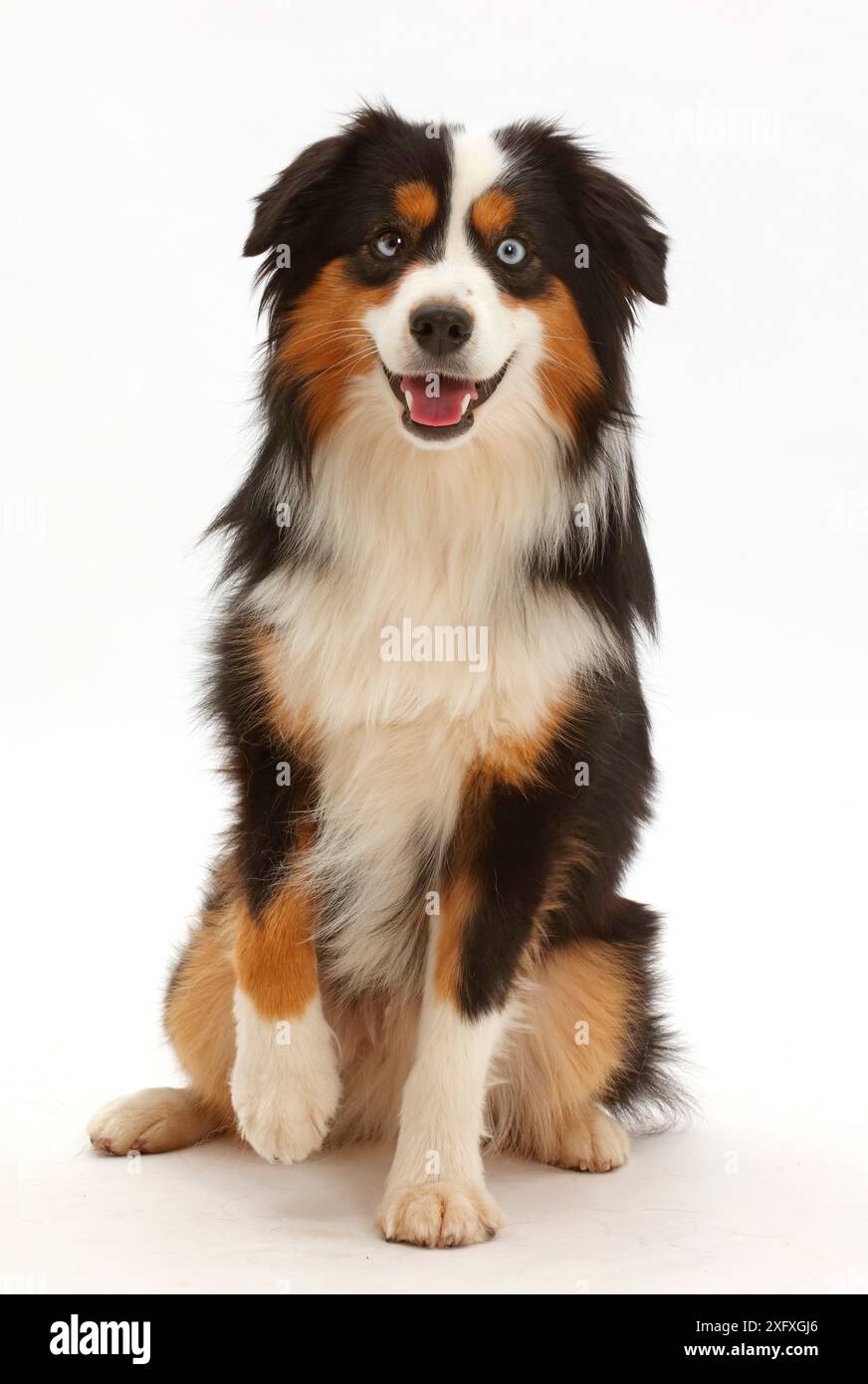 Tricolor Mini amerikanischer Schäferhund sitzend. Stockfoto