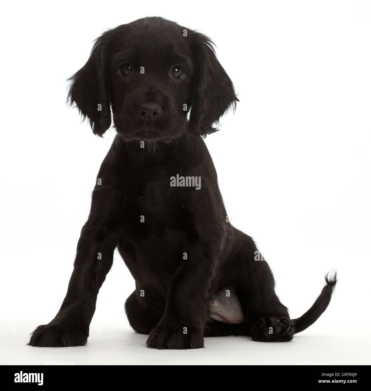 Schwarzer Cocker Spaniel Hündchen. Stockfoto