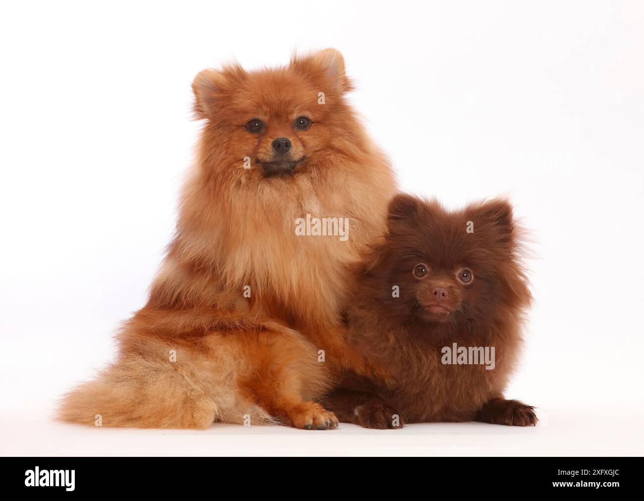 Tan und Braune Pommern. Stockfoto