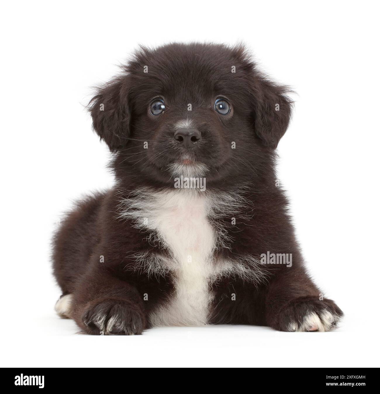 Schwarz-weißes Miniatur American Shepherd Welpen, 5 Wochen. Stockfoto