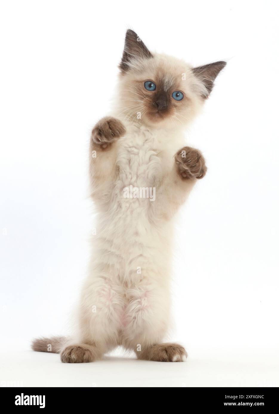 Ragdoll x Siam Kätzchen, 7 Wochen alt, stehend mit den Pfoten hoch. Stockfoto