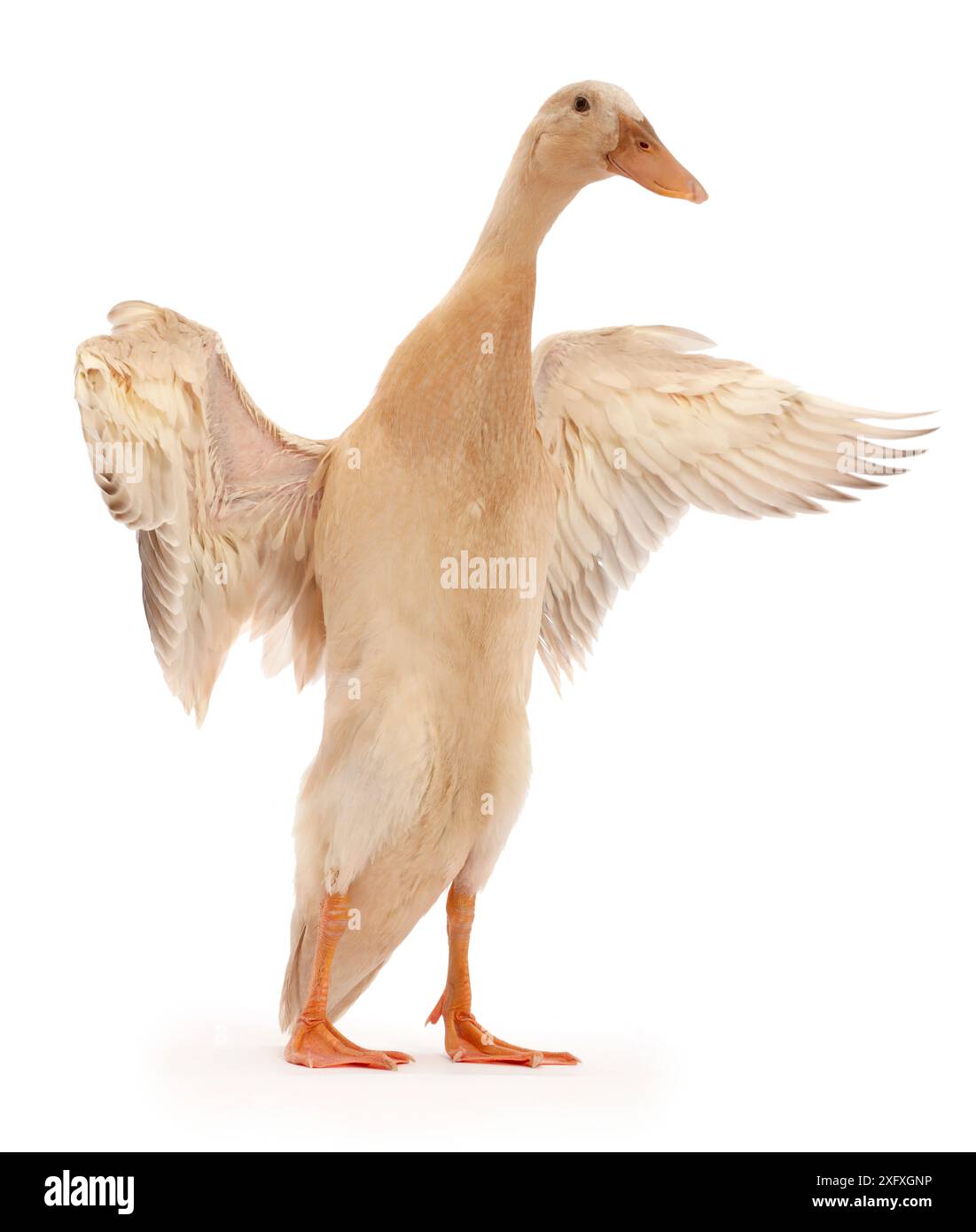 Indische Runner-Ente, flatternde Flügel. Stockfoto
