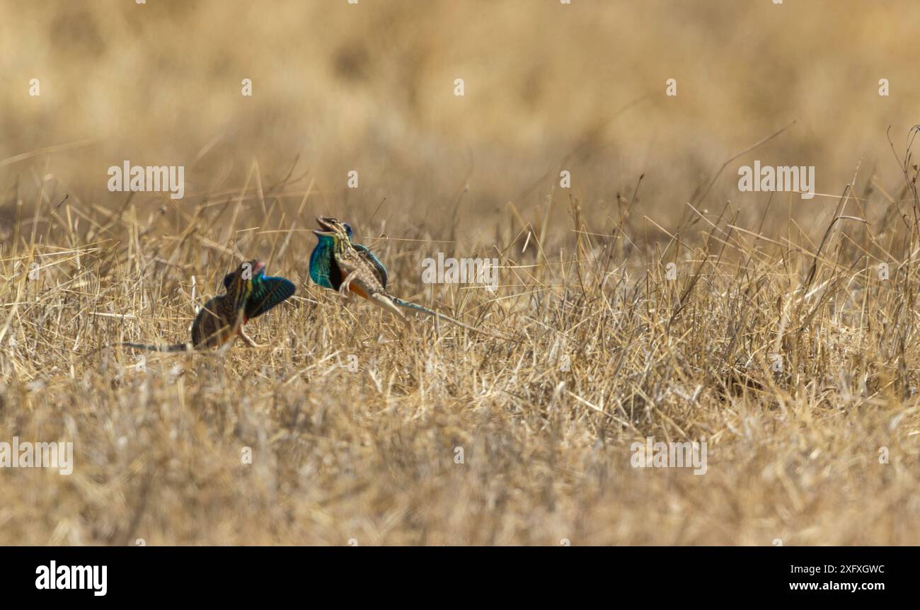 Hervorragende Fächerechse (Sarada superba) zwei Männchen konkurrieren - mit Tautapfen und Wappen, Chalkewadi Plateau, Maharashtra, Indien Stockfoto