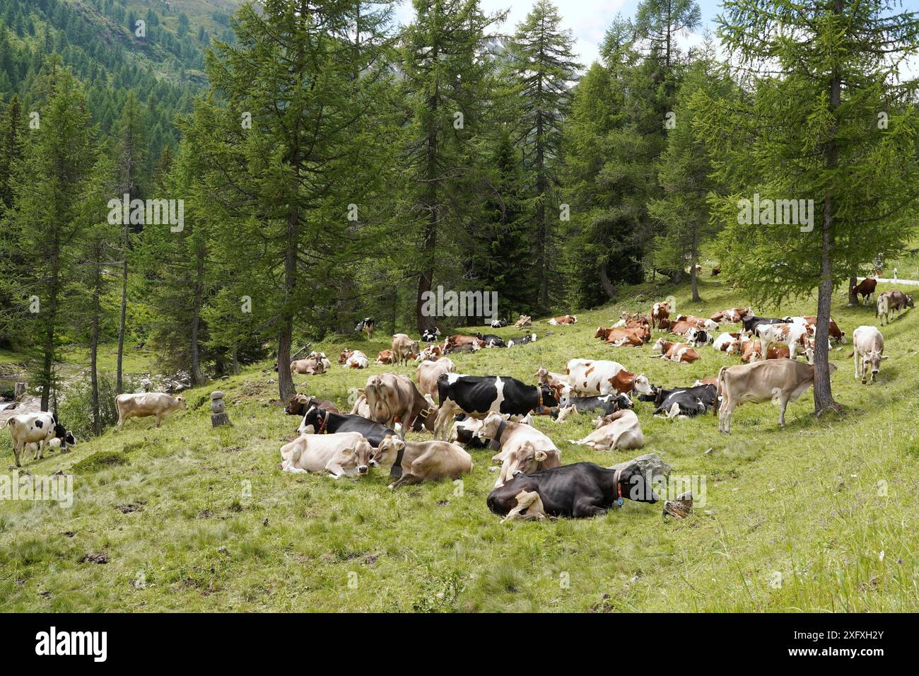 Anton Geisser 05.07.2024 OW.Schweiz. Landwirtschaft, Kuhhaltung. Bild : Kuehe auf einer Almweide *** Anton Geisser 05 07 2024 OW Schweiz Landwirtschaft,Kuhhaltung Bild Kühe auf einer Almweide Stockfoto