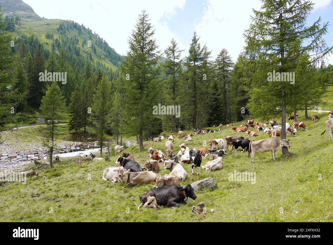 Anton Geisser 05.07.2024 OW.Schweiz. Landwirtschaft, Kuhhaltung. Bild : Kuehe auf einer Almweide *** Anton Geisser 05 07 2024 OW Schweiz Landwirtschaft,Kuhhaltung Bild Kühe auf einer Almweide Stockfoto