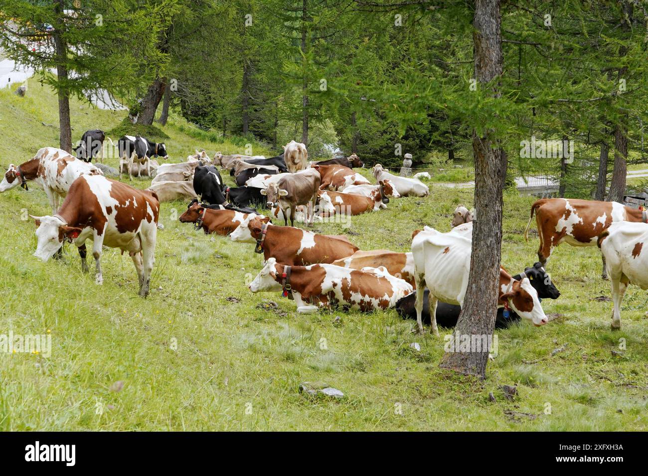Anton Geisser 05.07.2024 OW.Schweiz. Landwirtschaft, Kuhhaltung. Bild : Kuehe auf einer Almweide *** Anton Geisser 05 07 2024 OW Schweiz Landwirtschaft,Kuhhaltung Bild Kühe auf einer Almweide Stockfoto