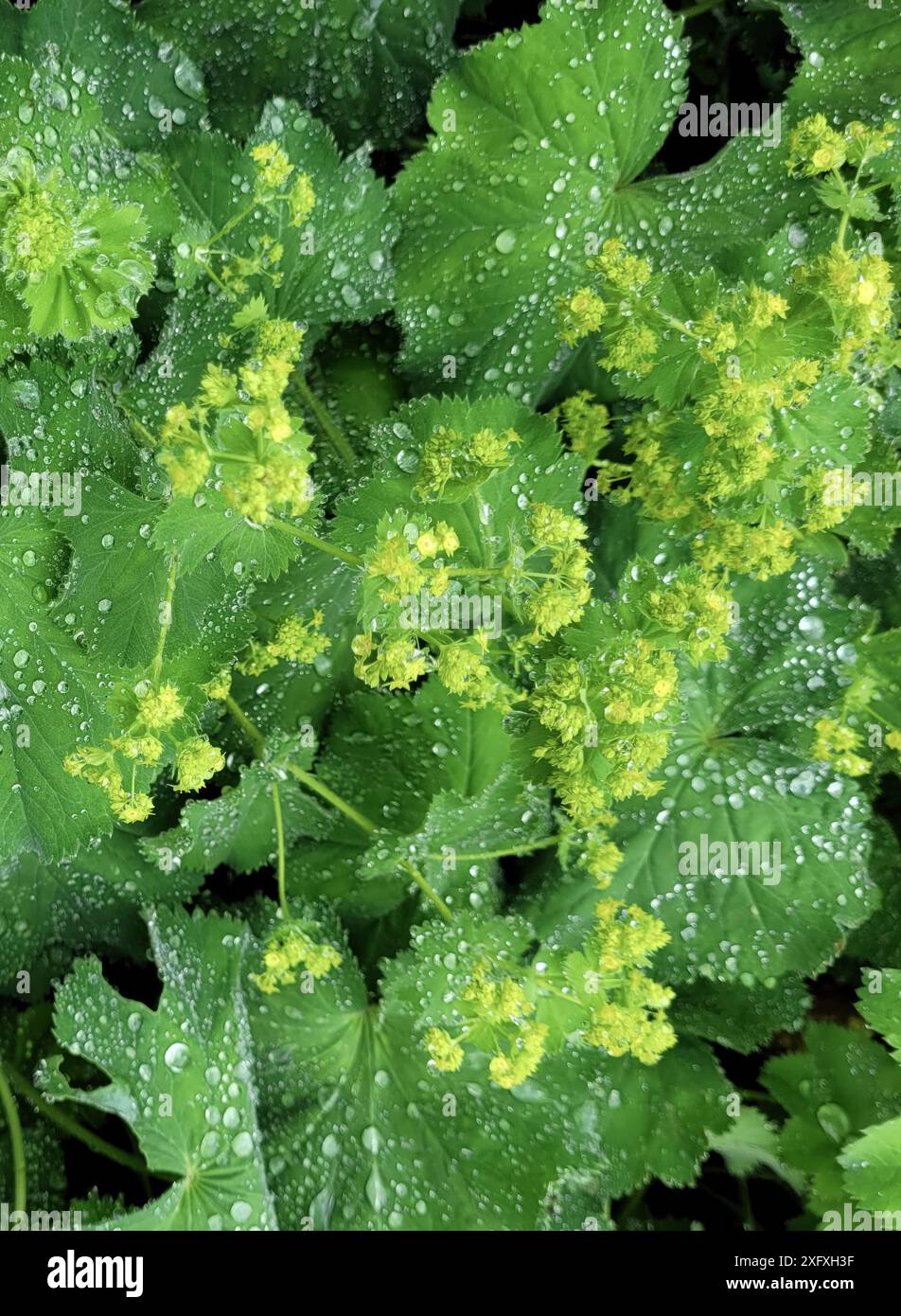 Tautropfen auf den Blättern des Mäntels einer Dame (Alchemilla) Stockfoto