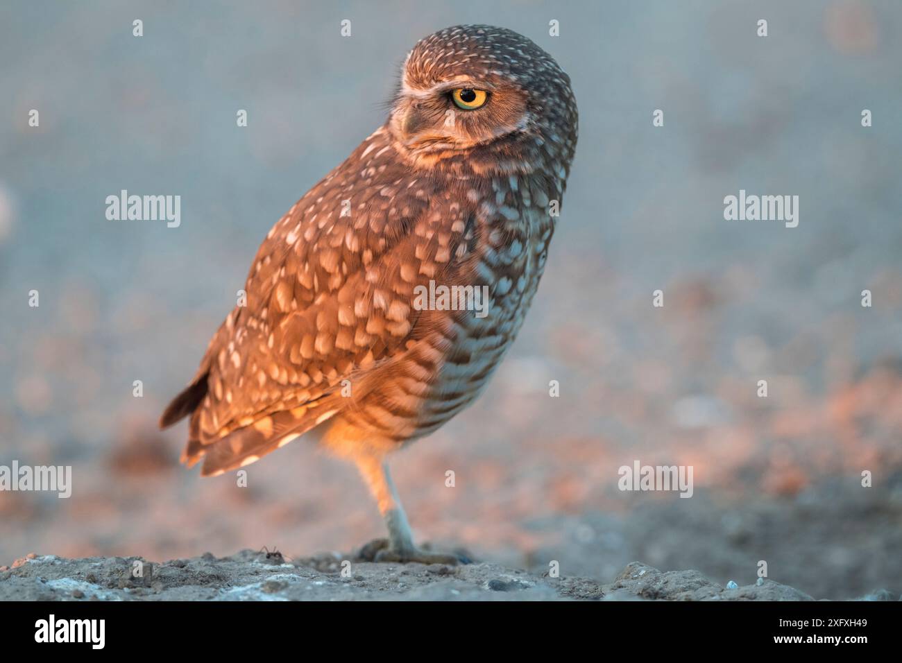 Grabungulle (Athene cunicularia) auf einem Bein im Abendlicht stehend. Marana, Arizona, USA. Stockfoto