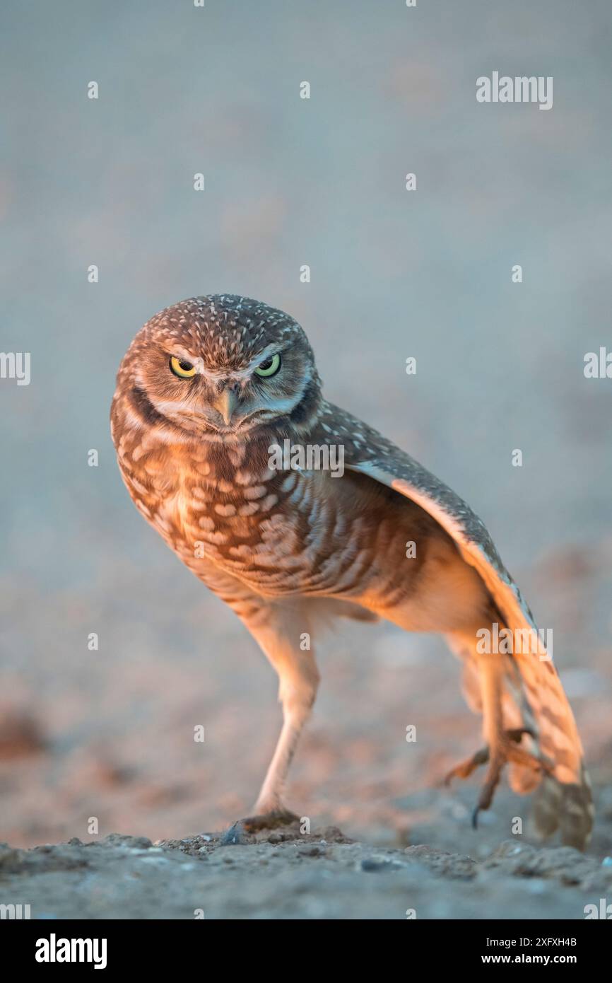 Grabeiz (Athene cunicularia) dehnt sich, im Abendlicht. Marana, Arizona, USA. Stockfoto