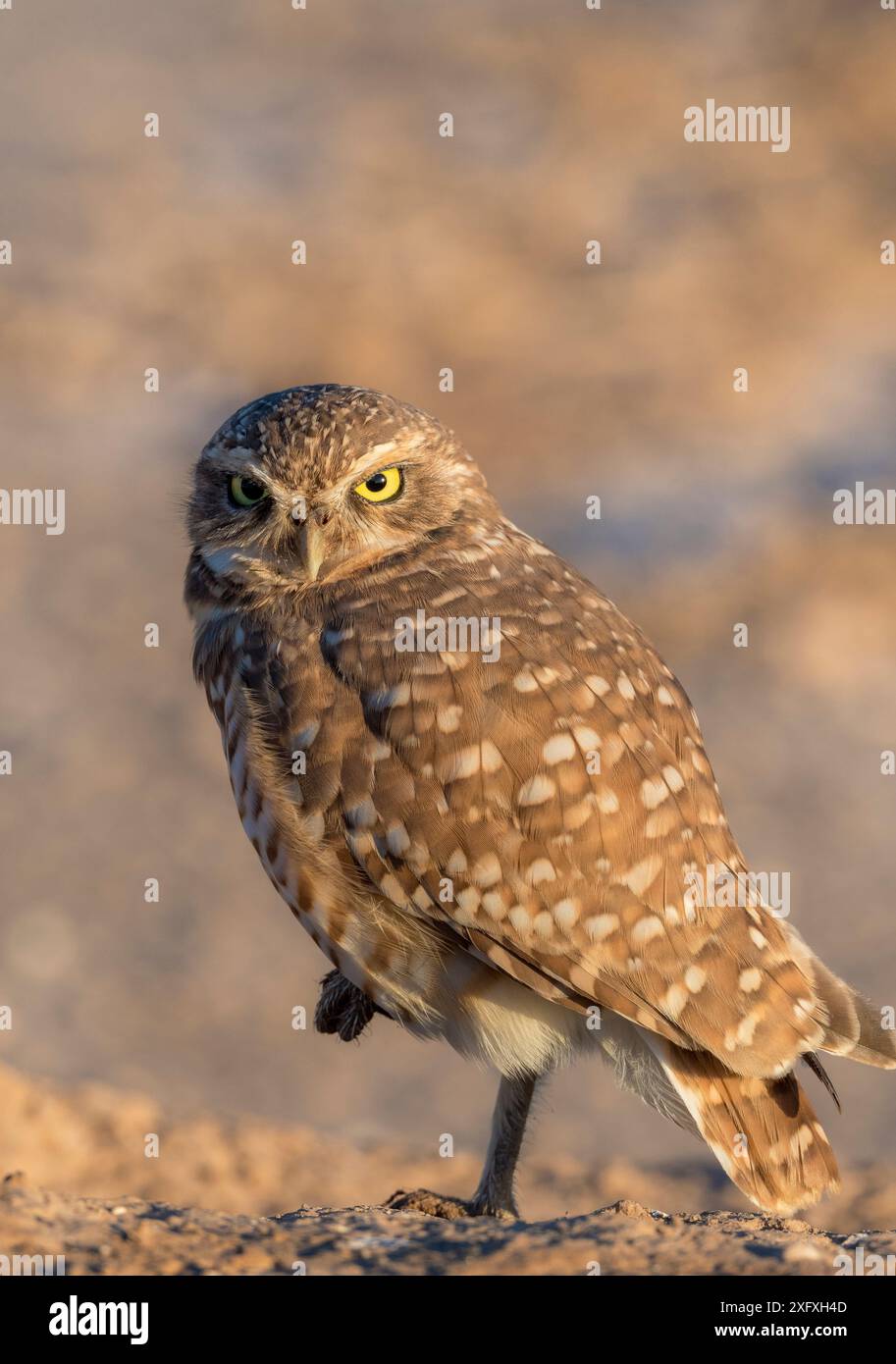 Grabungulle (Athene cunicularia) Porträt, Blick in die Kamera im Morgenlicht. Marana, Arizona, USA. Stockfoto
