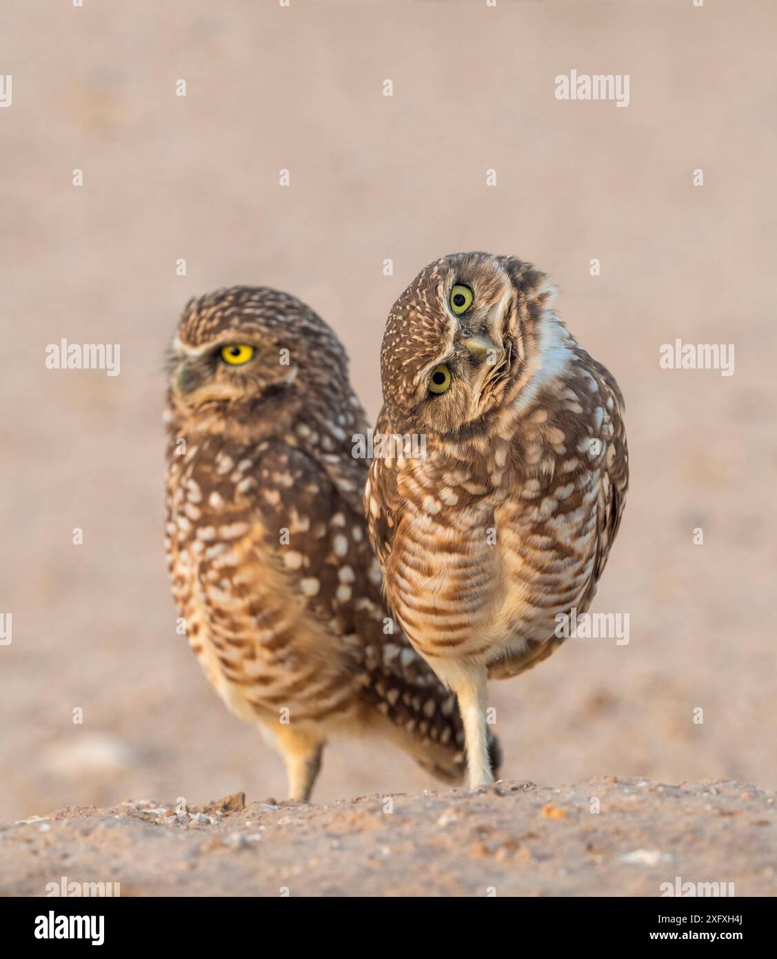 Zwei Grabungulen (Athene cunicularia) einer blickt mit Interesse in die Kamera. Marana, Arizona, USA. Stockfoto