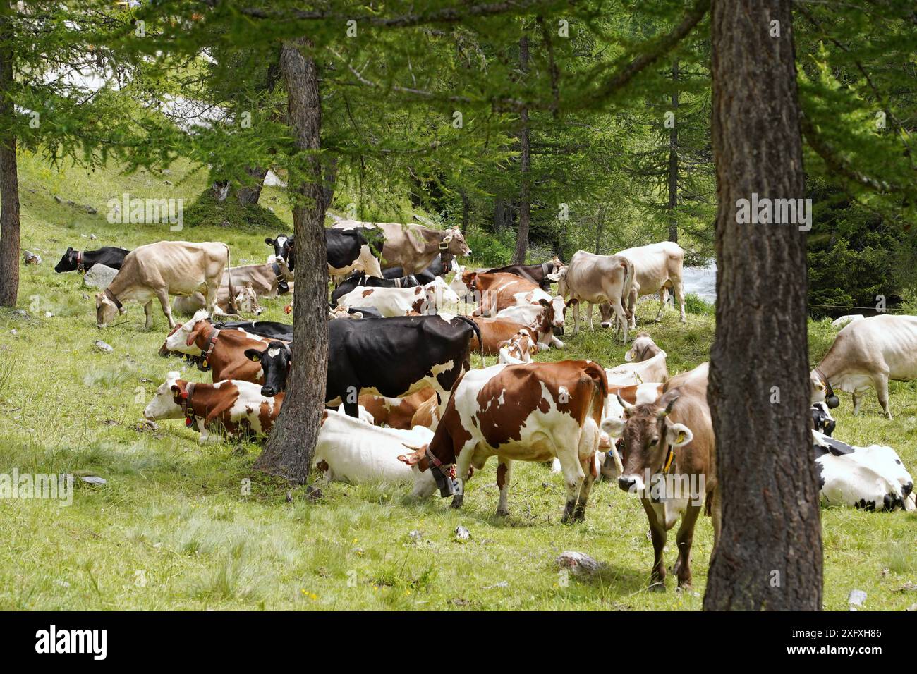 Anton Geisser 05.07.2024 OW.Schweiz. Landwirtschaft, Kuhhaltung. Bild : Kuehe auf einer Almweide *** Anton Geisser 05 07 2024 OW Schweiz Landwirtschaft,Kuhhaltung Bild Kühe auf einer Almweide Stockfoto