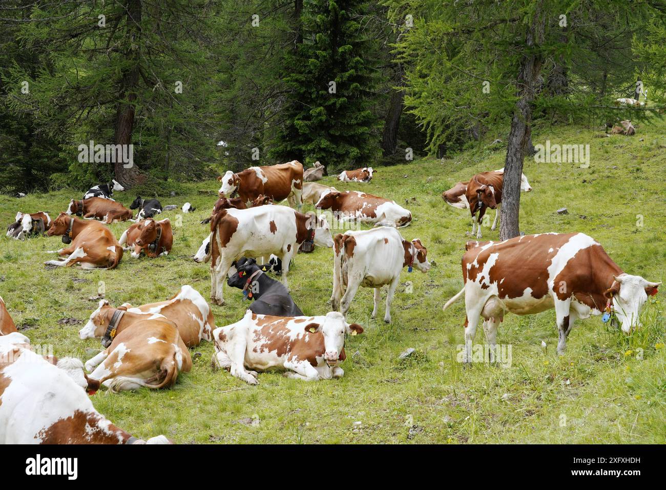 Anton Geisser 05.07.2024 OW.Schweiz. Landwirtschaft, Kuhhaltung. Bild : Kuehe auf einer Almweide *** Anton Geisser 05 07 2024 OW Schweiz Landwirtschaft,Kuhhaltung Bild Kühe auf einer Almweide Stockfoto
