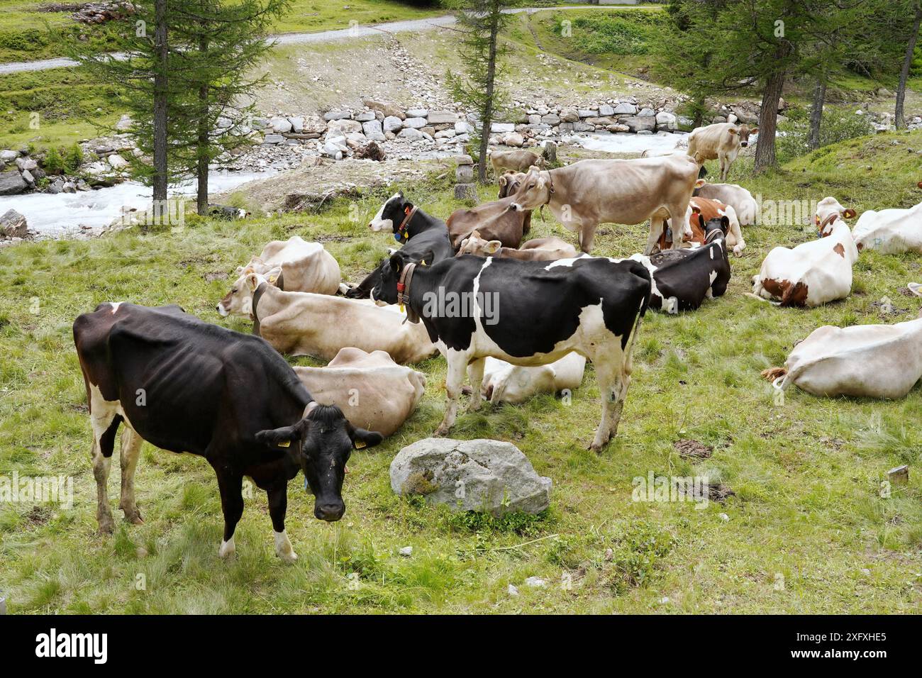 Anton Geisser 05.07.2024 OW.Schweiz. Landwirtschaft, Kuhhaltung. Bild : Kuehe auf einer Almweide *** Anton Geisser 05 07 2024 OW Schweiz Landwirtschaft,Kuhhaltung Bild Kühe auf einer Almweide Stockfoto