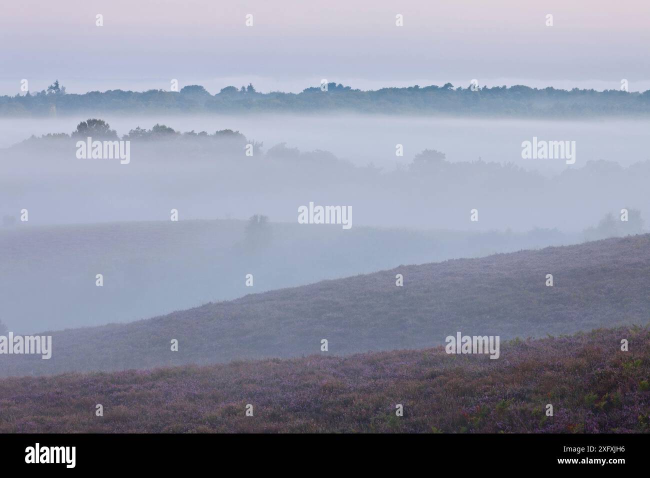 Blick auf die Heidelandschaft des New Forest von Vereley Hill at Dawn, Burley, New Forest National Park, Hampshire, England, Großbritannien. August 2011 Stockfoto