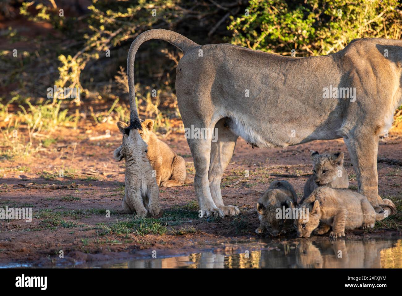 Löwenjunge spielt mit seinem Mutterschwanz in der Kalahari. Stockfoto