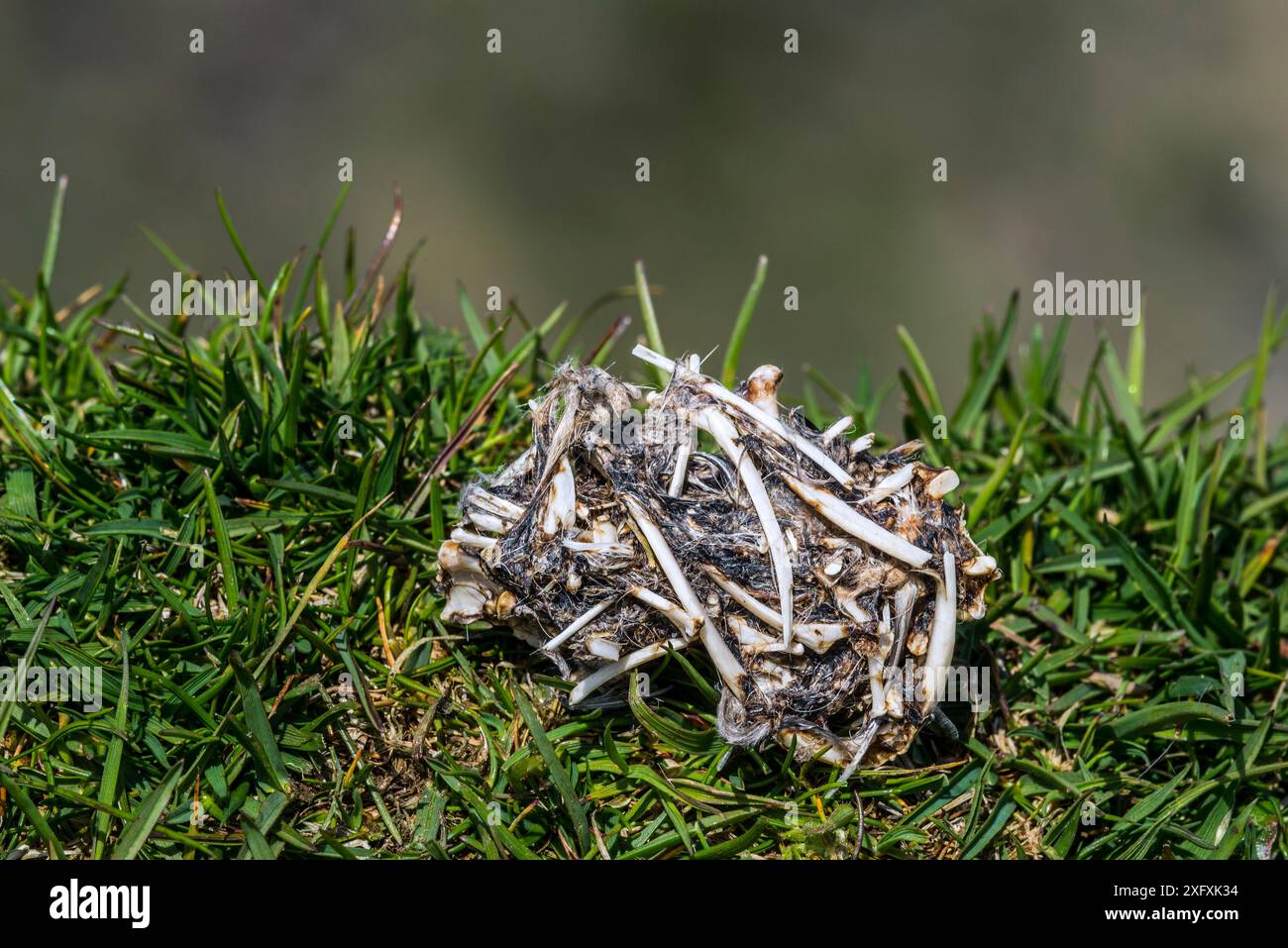 Nahaufnahme von aufgeregtem Pellet aus der großen Skua (Stercorarius skua), das Beutereste von Seevögeln wie Knochen und Federn zeigt, Schottland, Großbritannien, Mai. Stockfoto