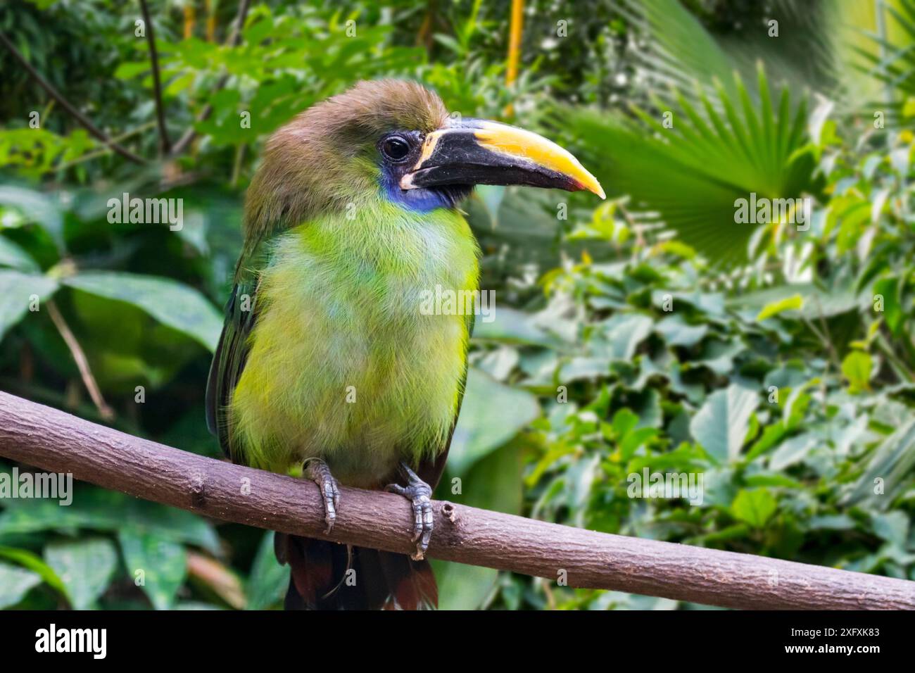 Blauschlauchiger Toucanet (Aulacorhynchus caeruleogularis) aus Costa Rica, Panama und Kolumbien, in Gefangenschaft, digitaler Komposit Stockfoto