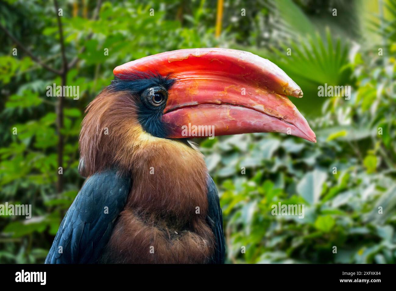 Hornvogel (Buceros hydrocorax) endemisch auf den Philippinen, gefangen, digital zusammengesetzt Stockfoto